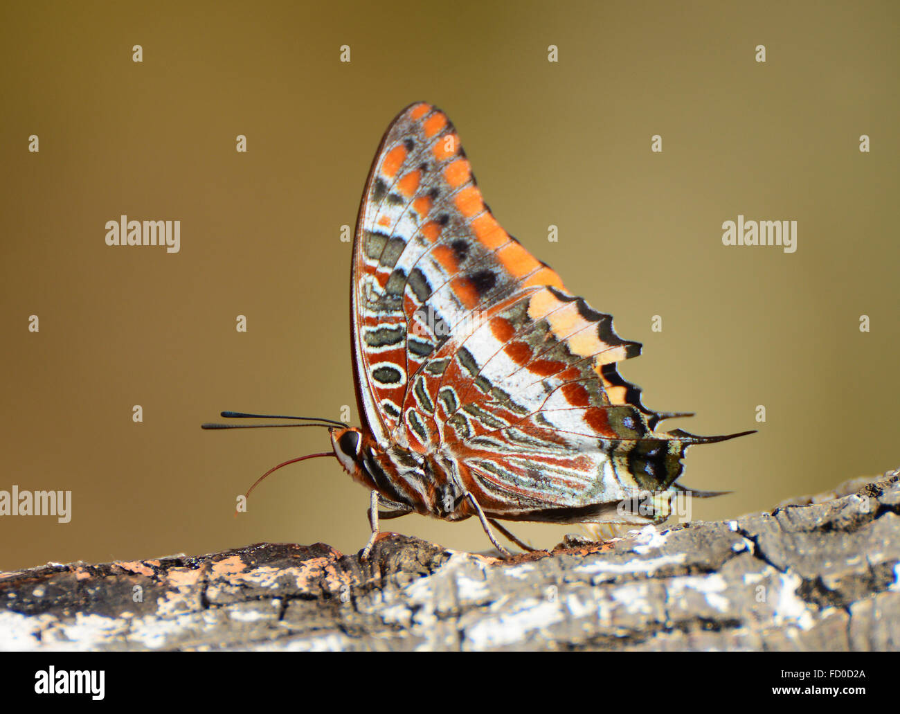 Jasius Charaxs, Foxy imperatore butterfly Foto Stock