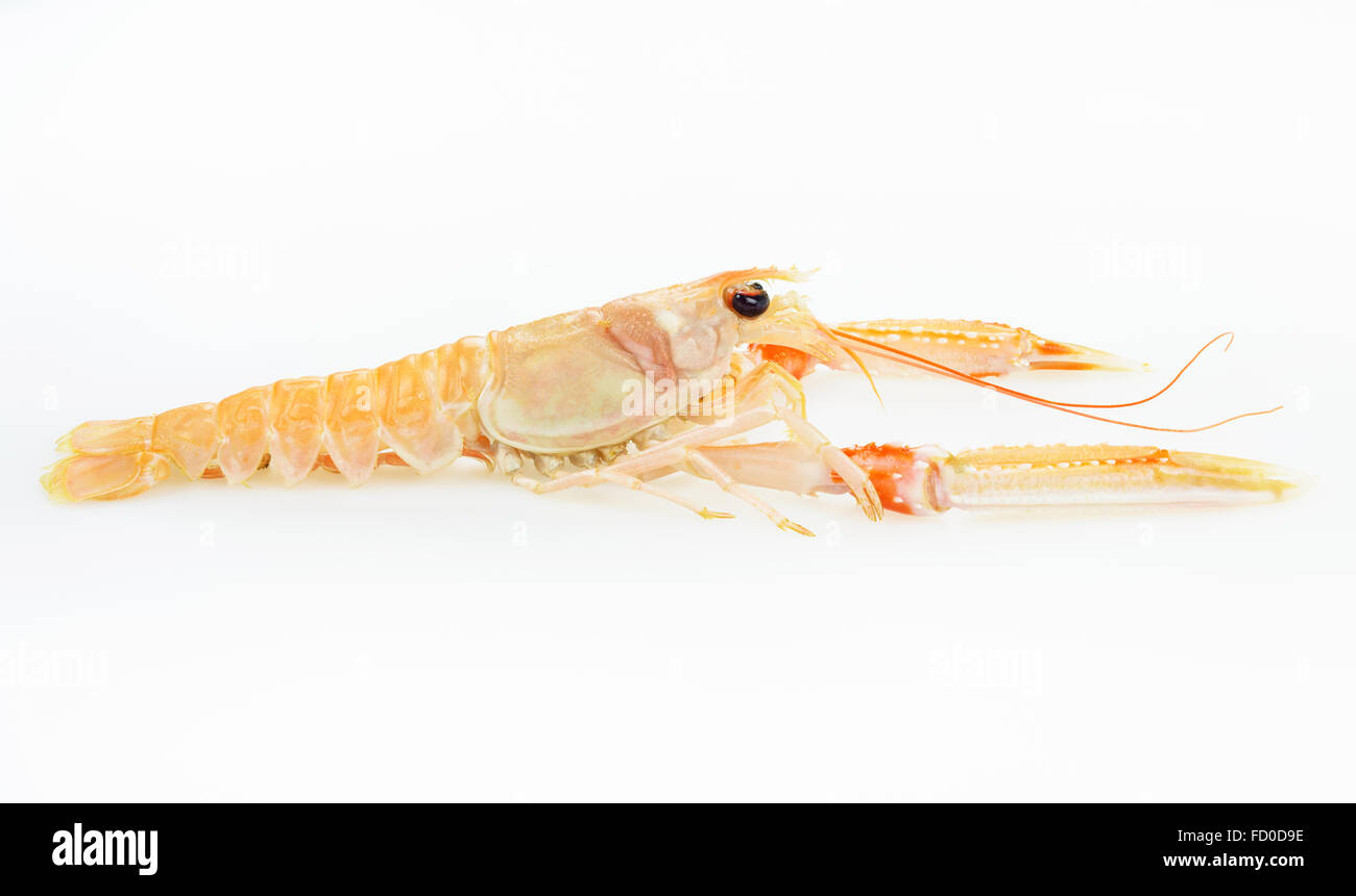 Langoustine aka la baia di Dublino gamberi o scampi preparata con frutti di mare. Cibi crudi. Foto Stock