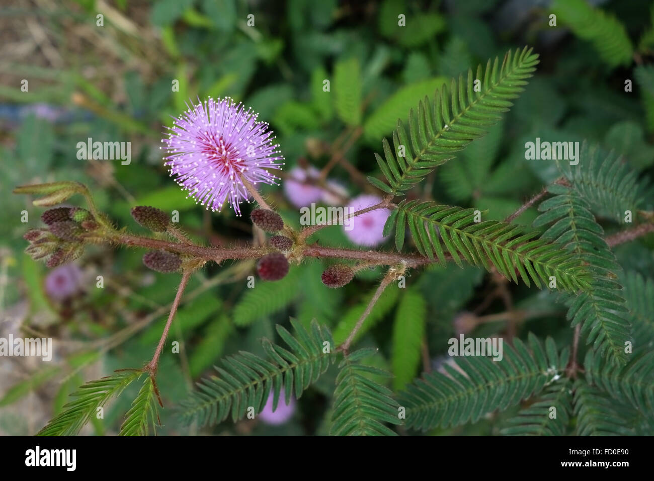 Una fioritura di piante di sensibilità, Mimosa pudica, nel deserto di Quang Ninh Provincia, Vietnam del Nord, Gennaio Foto Stock