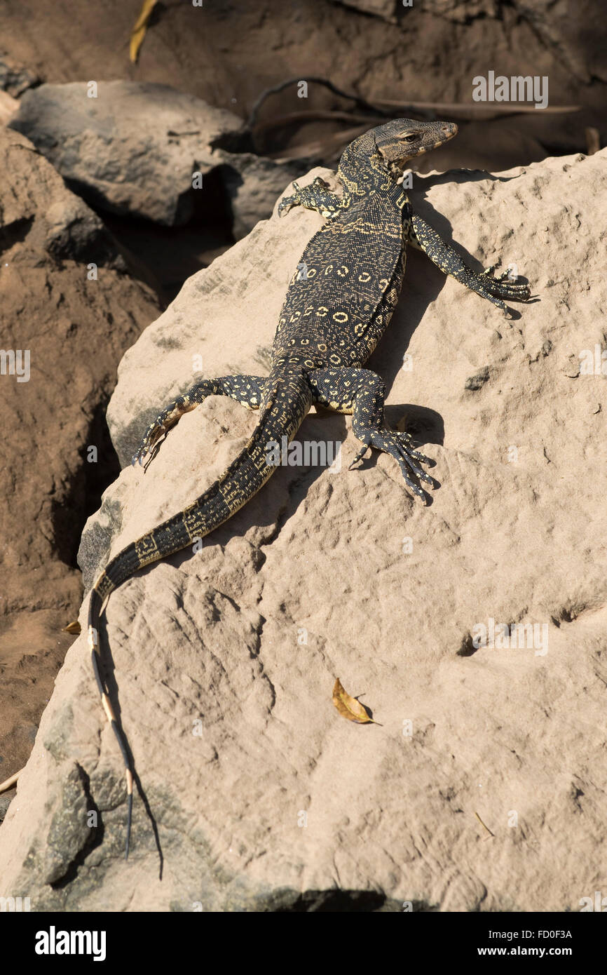 Giovani asiatici acqua acqua monitor lizard, Varanus salvator, crogiolarvi al sole su una roccia sulla banca del fiume Kwai nelle prime ore del mattino Foto Stock