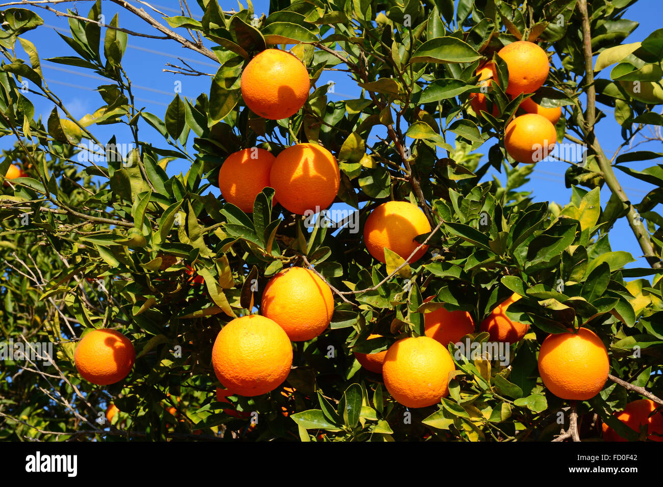 Arance su albero in sun Foto Stock