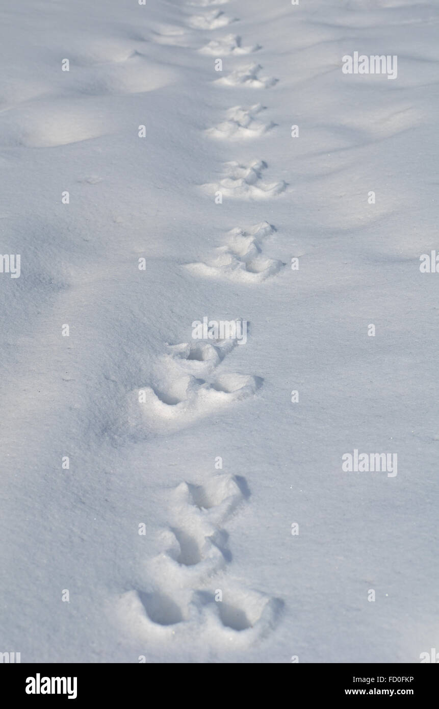 Tracce di una lepre sul bianco della neve Foto Stock
