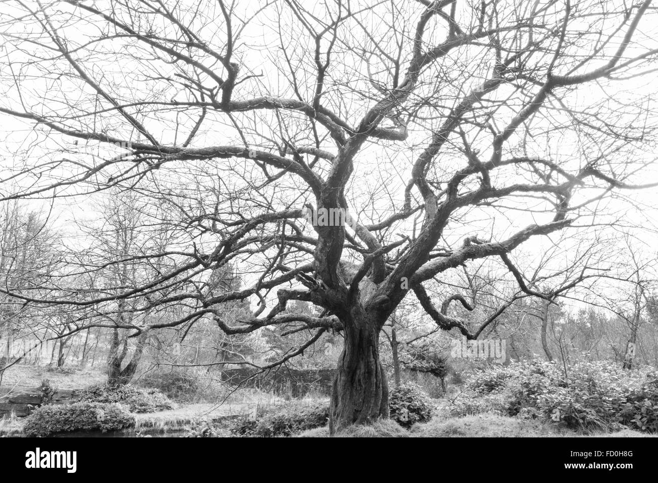 Spooky Tree in giardini terrazzati Rivington Foto Stock
