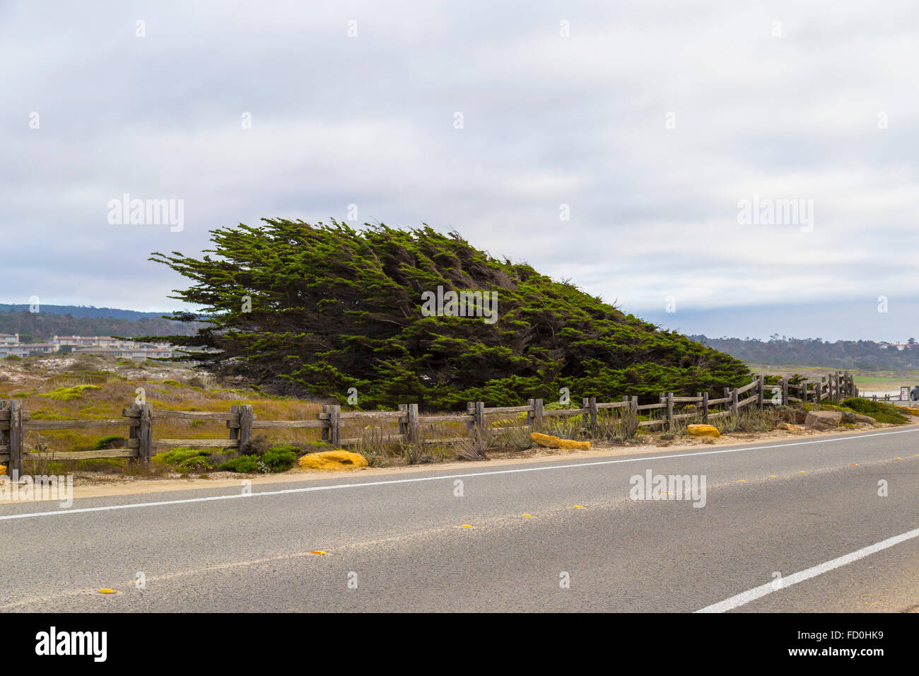 17 Mile Drive paesaggio di costa del Pacifico, Monterey, California Foto Stock