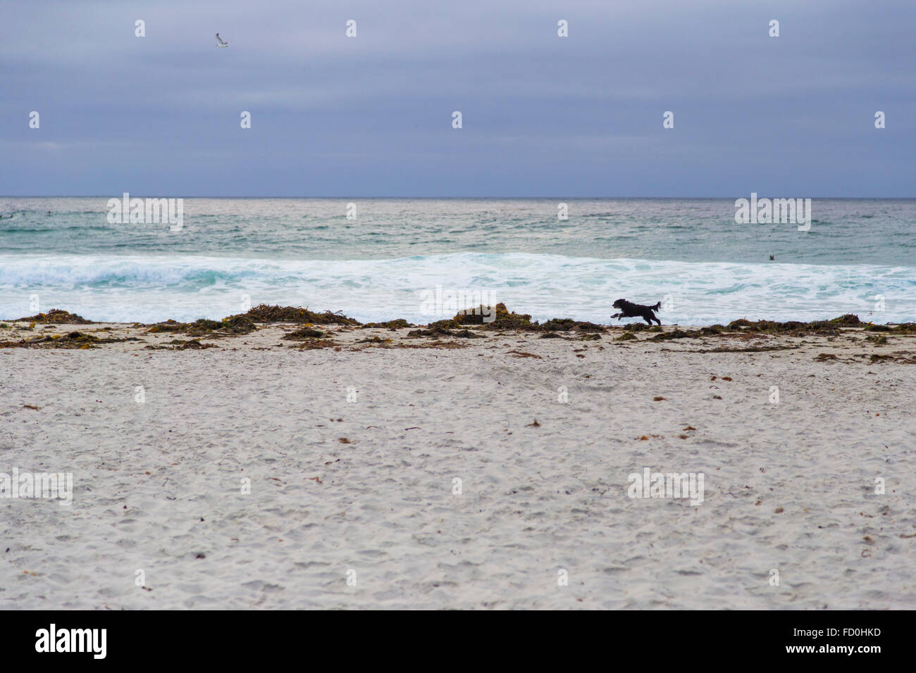 Cane che corre sulla spiaggia di Monterey Grove, California, Stati Uniti d'America Foto Stock