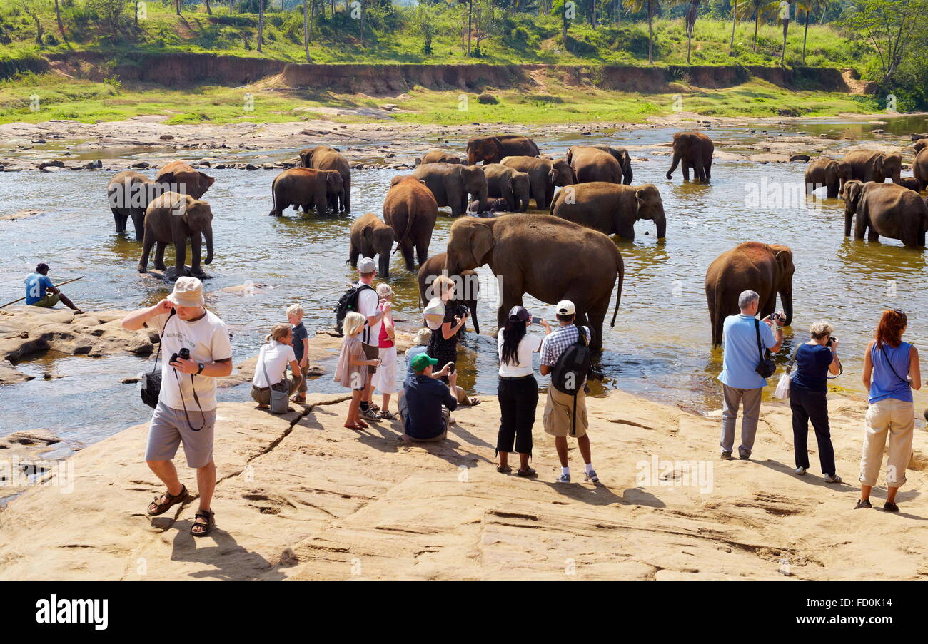 Sri Lanka - i turisti a guardare gli elefanti tenendo bagno nel fiume, l'Orfanotrofio degli Elefanti di Pinnawela per wild elefanti asiatici Foto Stock