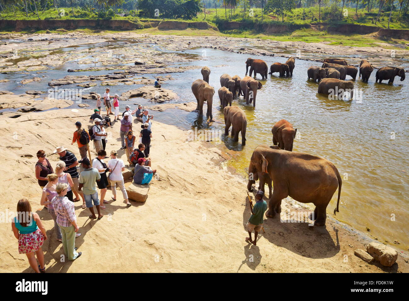 Sri Lanka - turisti in cerca all'elefante bagno, Orfanotrofio degli Elefanti di Pinnawela per wild elefanti asiatici Foto Stock