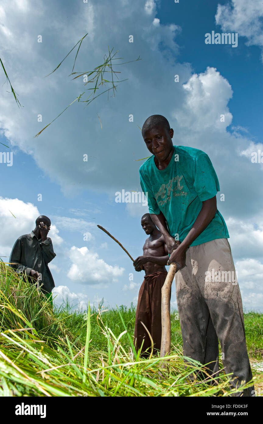 La trebbiatura tagliare le piante di riso con coltelli per raccogliere i chicchi di riso. Uganda. Foto Stock