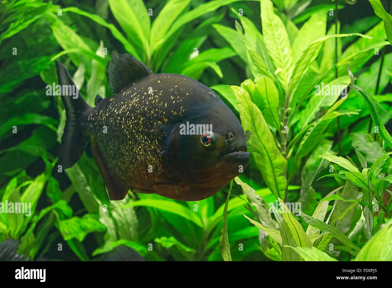 Ritratto di grande piranha con bocca aperta Foto Stock