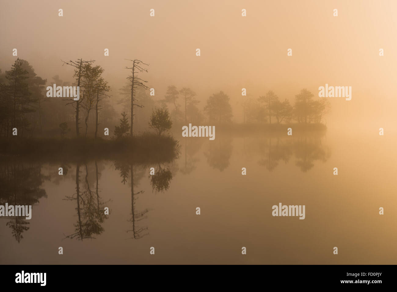 Foschia mattutina dalla torbiera del Lago in Kakerdaja Bog, Korvemaa Riserva Naturale, Estonia. Foto Stock