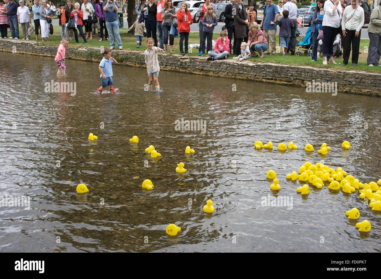 Duck racing sul fiume a Bourton-on-the-acqua villaggio Costwold, Gloucestershire, Inghilterra Foto Stock