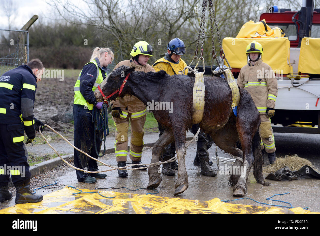 Regno Unito, intrappolati cavallo salvato dal campo fangoso da veterinari e i vigili del fuoco, Hailsham, East Sussex Foto Stock