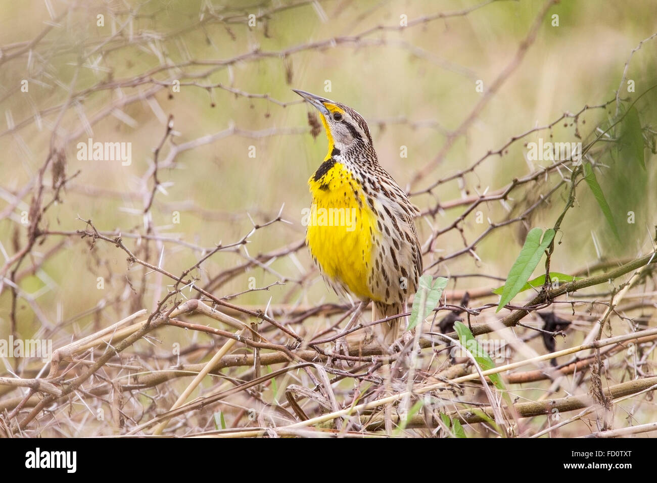 Orientale (meadowlark Sturnella magna) maschio adulto arroccato e canto, Cuba Foto Stock