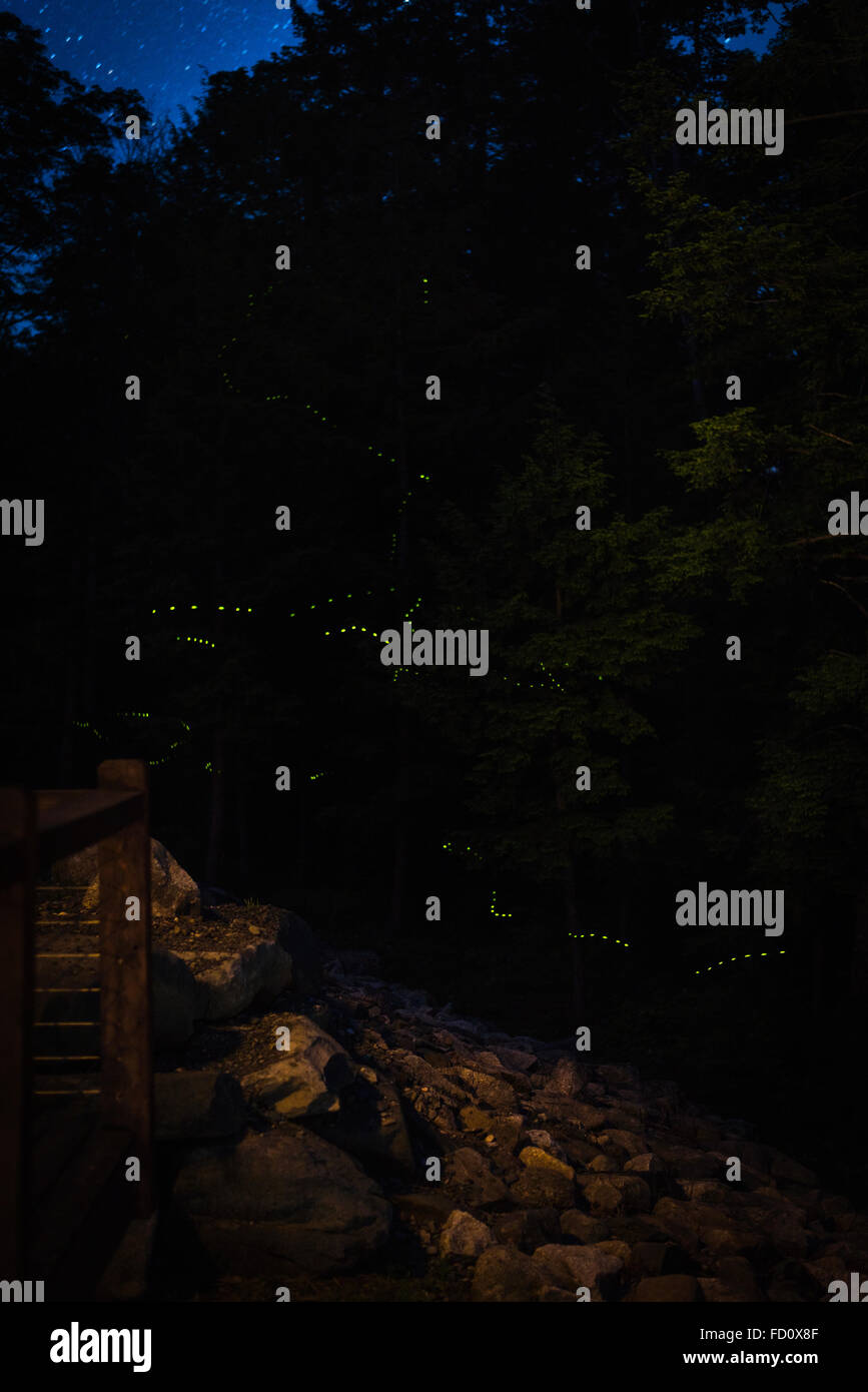 Incandescente sentieri tratteggiate sono lasciati dietro come lucciole volare attraverso il buio. Stelle può essere visto nell'angolo sopra gli alberi. Foto Stock