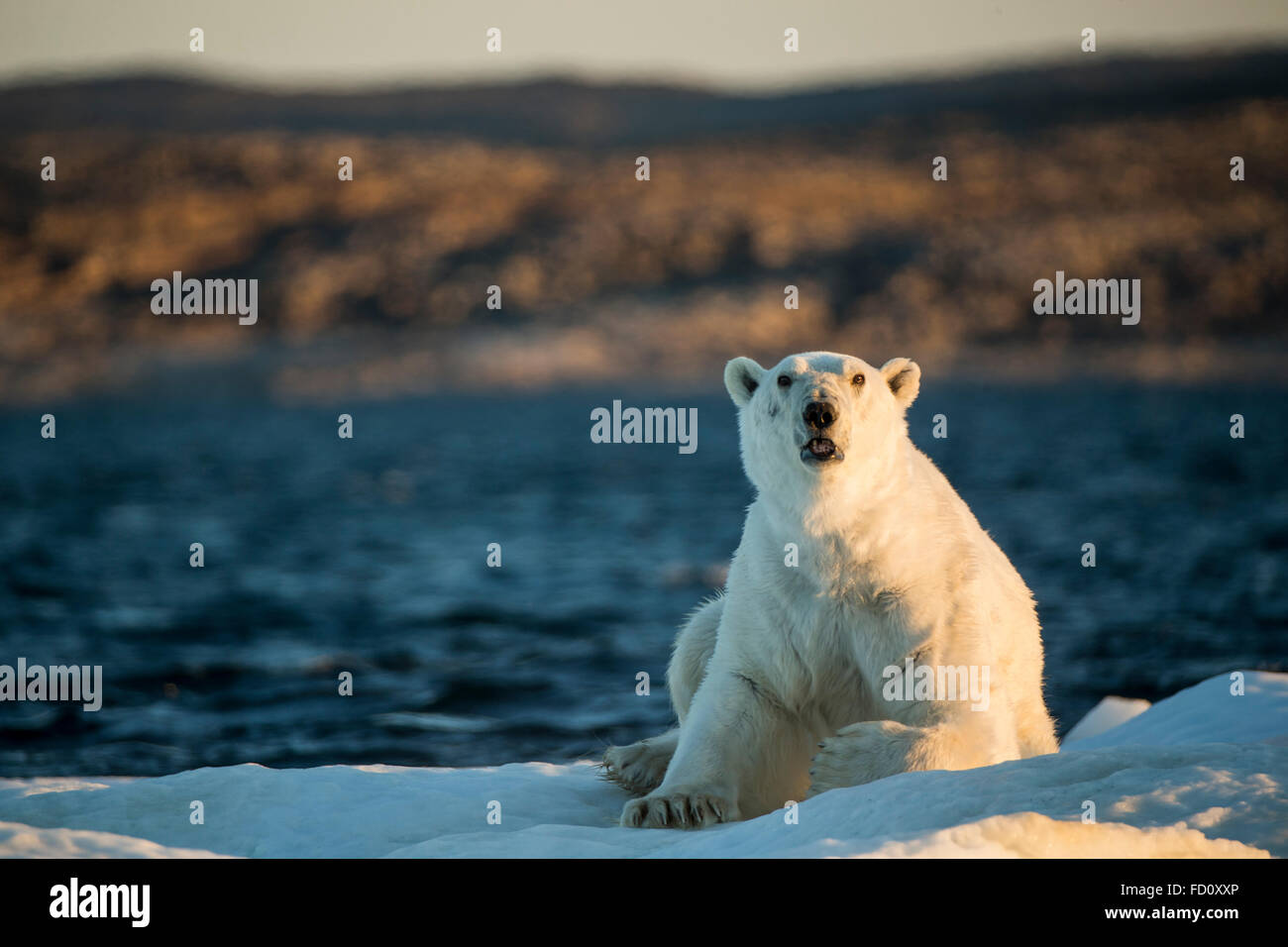 Canada, Nunavut Territorio, maschi adulti orso polare (Ursus maritimus) risveglia dal sonno deriva sulla banchisa vicino a bocca di scommessa Foto Stock