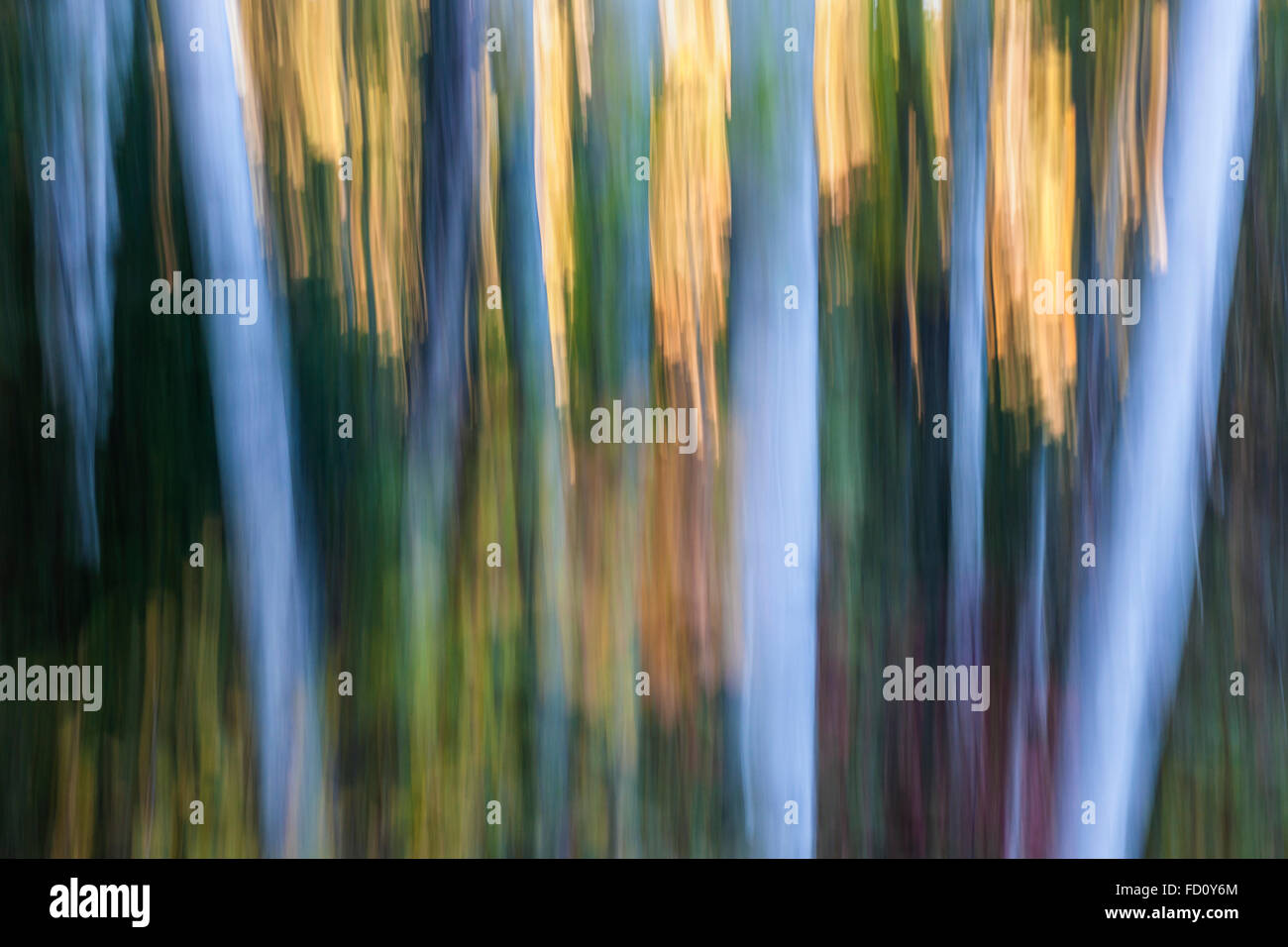 Paesaggio Astratto di luce della sera in autunno con bosco di betulle. Immagine prodotta dal movimento della videocamera. Foto Stock