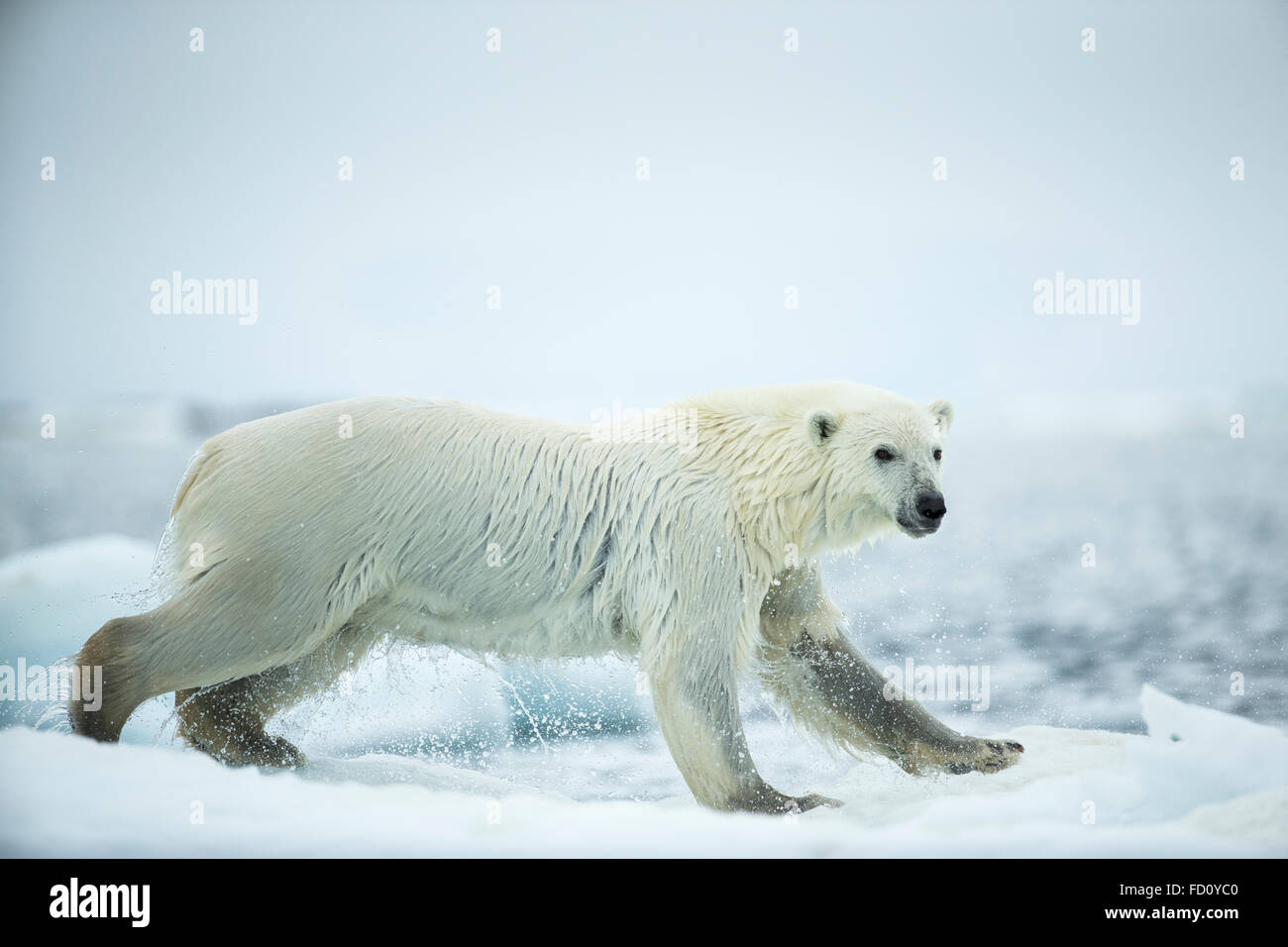 Canada, Nunavut Territorio, Repulse Bay, orso polare (Ursus maritimus) saltando tra il mare di fusione iceberg vicino a Harbor Islands Foto Stock