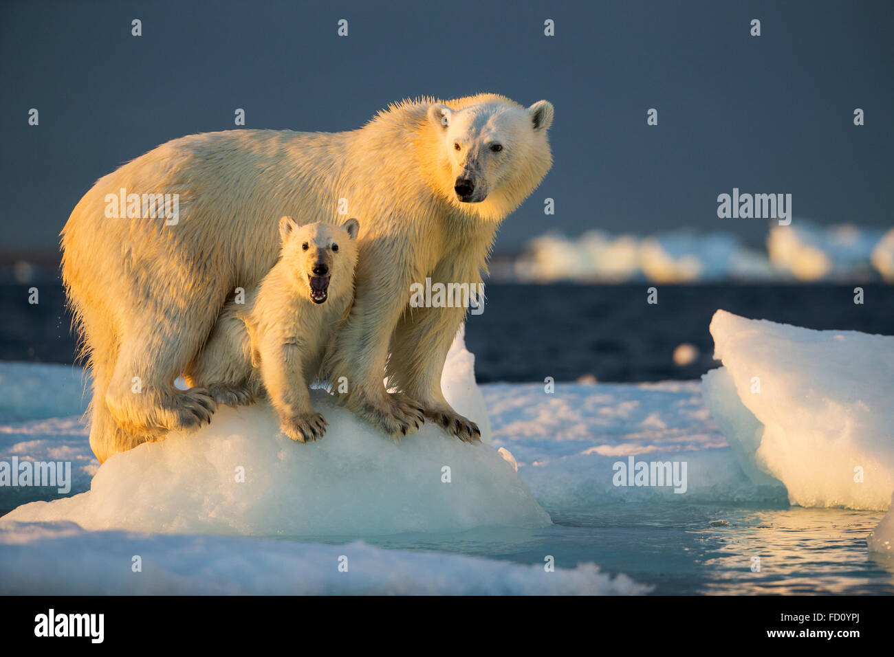 Canada, Nunavut Territorio, Repulse Bay, Polar Bear Cub (Ursus maritimus) sotto la madre mentre si sta in piedi sul mare di ghiaccio nei pressi del porto ho Foto Stock