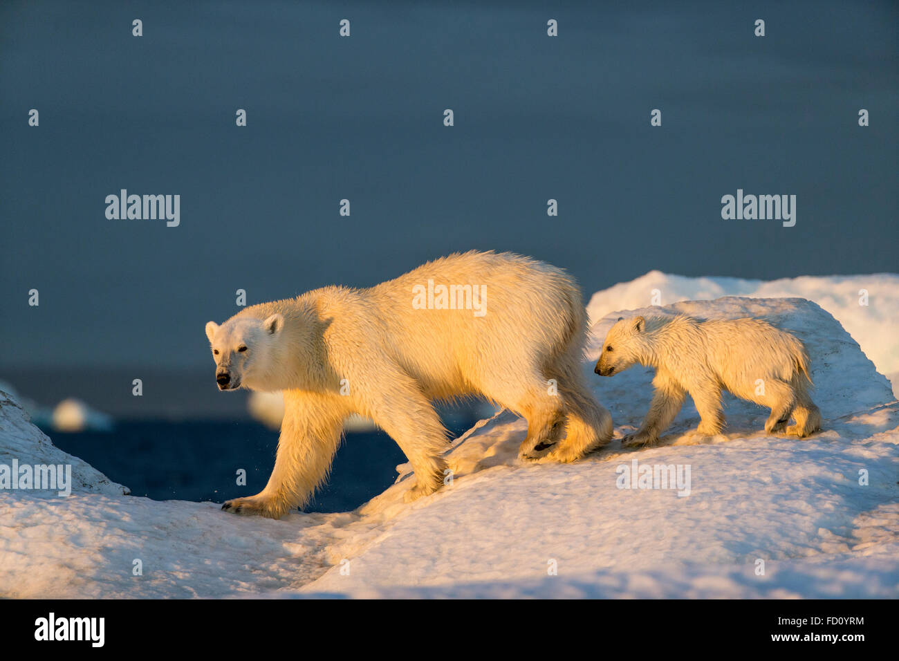 Canada, Nunavut Territorio, Repulse Bay, Polar Bear Cub (Ursus maritimus) Passeggiate con la madre di fronte mare di ghiaccio nei pressi di Harbor Islands Foto Stock