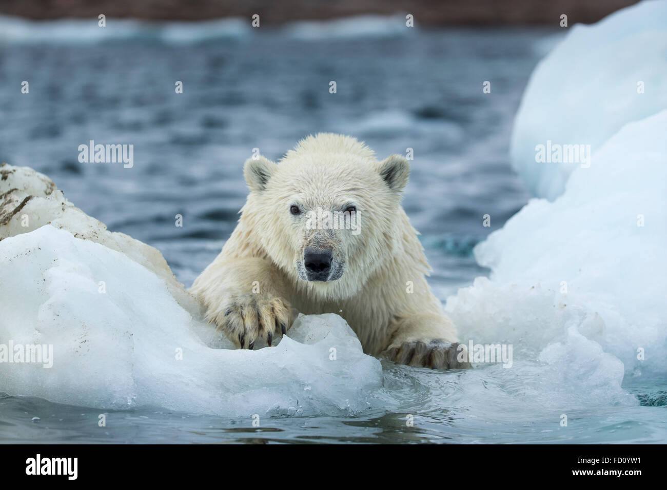 Canada, Nunavut Territorio, Repulse Bay, orso polare (Ursus maritimus) salendo sulla fusione del ghiaccio del mare vicino al porto le isole Foto Stock