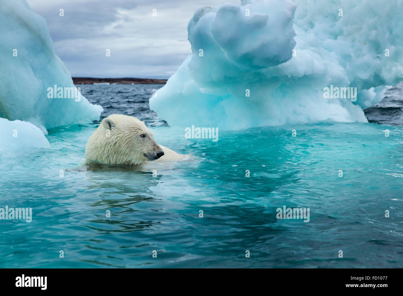 Canada, Nunavut Territorio, Repulse Bay, orso polare (Ursus maritimus) nuoto accanto a fusione di iceberg vicino al Circolo Polare Artico in Hudso Foto Stock