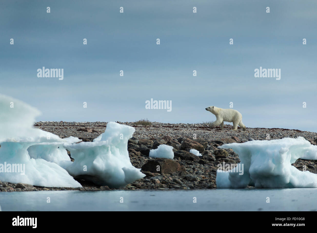 Canada, Nunavut Territorio, Repulse Bay, orso polare (Ursus maritimus) passeggiate lungo il litorale passato iceberg dalla Baia di Hudson nei pressi di Ar Foto Stock