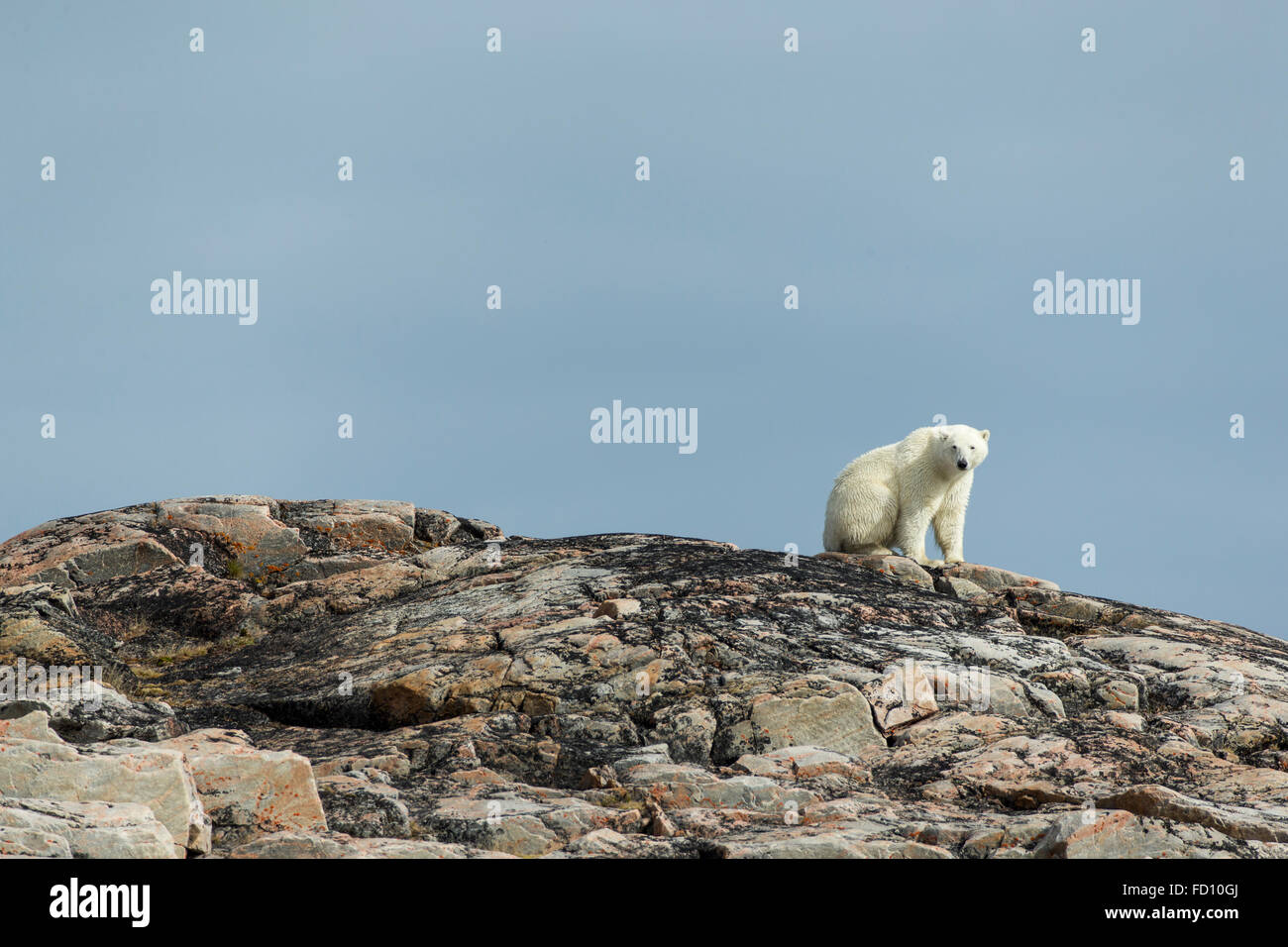 Canada, Nunavut Territorio, Repulse Bay, orso polare (Ursus maritimus) seduto su una collina al di sopra della Baia di Hudson vicino al Circolo Polare Artico Foto Stock