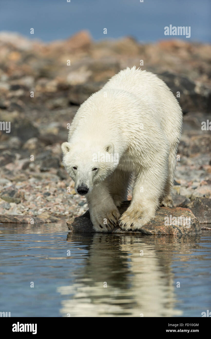 Canada, Nunavut Territorio, Repulse Bay, orso polare (Ursus maritimus) permanente al bordo d'acqua lungo la Baia di Hudson vicino Circl artico Foto Stock