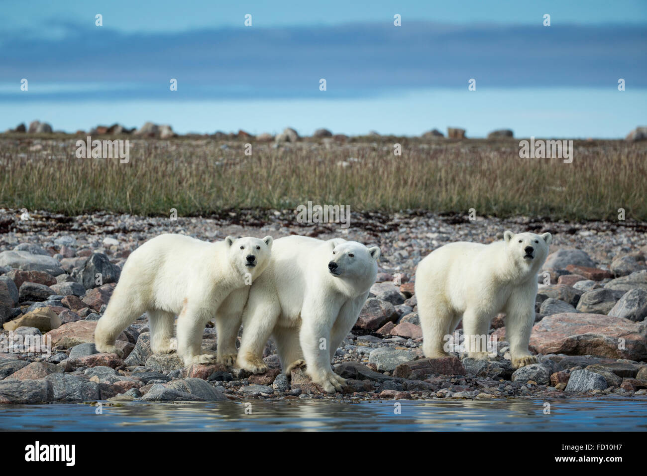 Canada, Nunavut Territorio, Repulse Bay, orso polare (Ursus maritimus) Camminando con la seconda- anno cubs lungo la costa rocciosa del Hud Foto Stock
