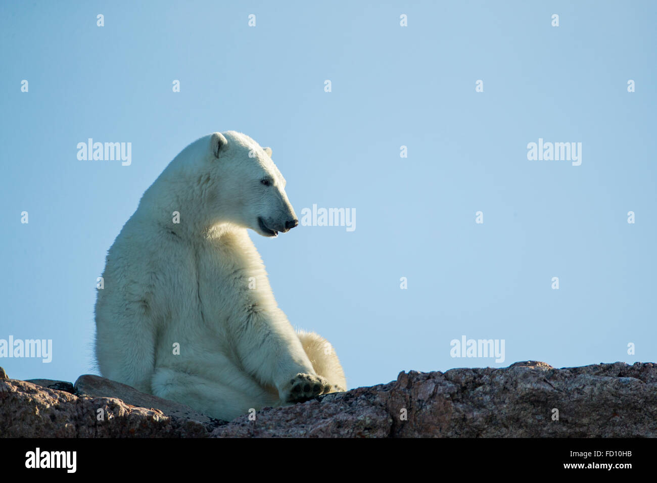 Canada, Nunavut Territorio, Repulse Bay, orso polare (Ursus maritimus) di appoggio in colline lungo la costa rocciosa della Baia di Hudson in prossimità di un Foto Stock