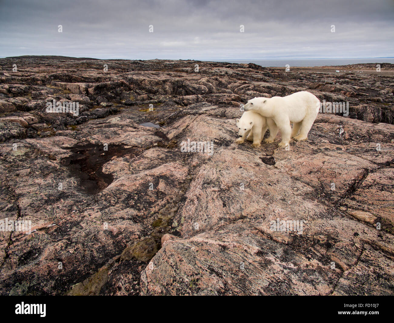 Canada, Nunavut Territorio, Repulse Bay, vista aerea di Orso Polare (Ursus maritimus) e cub in colline rocciose lungo la Baia di Hudson vicino Foto Stock