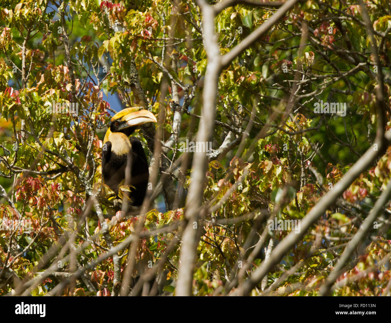 Grande Hornbill (Buceros simum) battenti in natura a nelliyampathy area forestale, Kerala, India Foto Stock