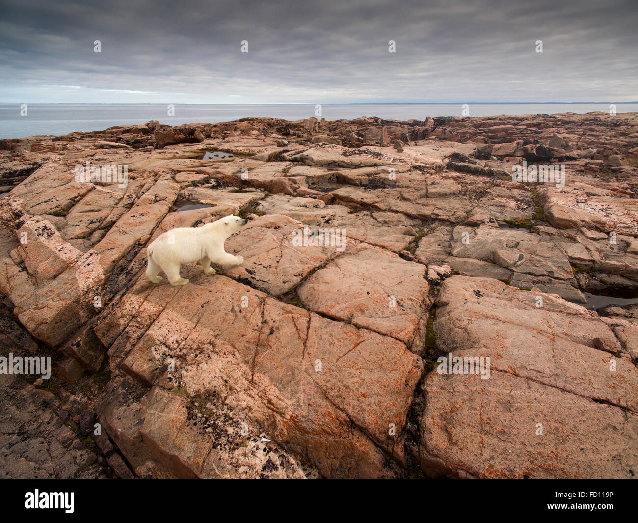 Canada, Nunavut Territorio, Repulse Bay, vista aerea di Orso Polare (Ursus maritimus) a piedi attraverso le colline rocciose lungo la Baia di Hudson Foto Stock