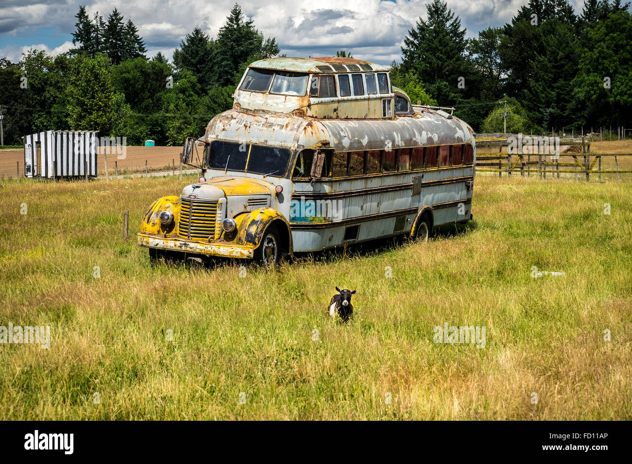Hippie Bus con capra in un campo Foto Stock