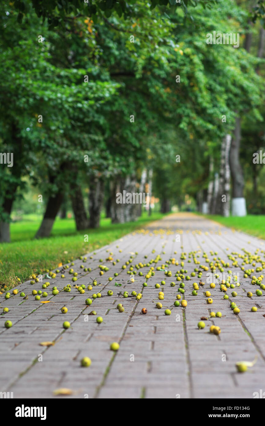 La passerella del parco cittadino, disseminata di mele selvatiche Foto Stock