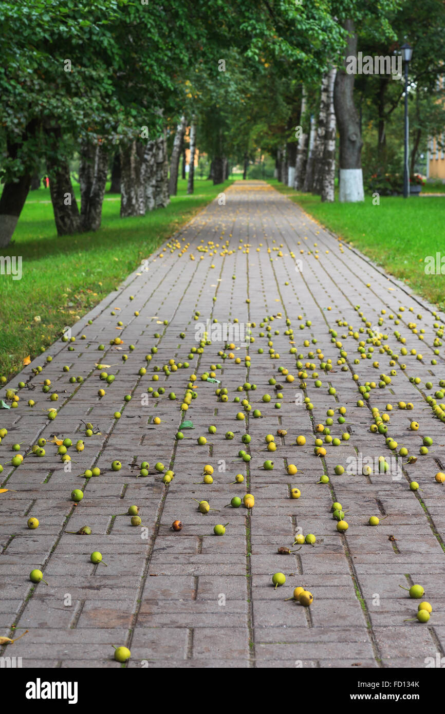 In autunno le mele selvatiche sul percorso Foto Stock