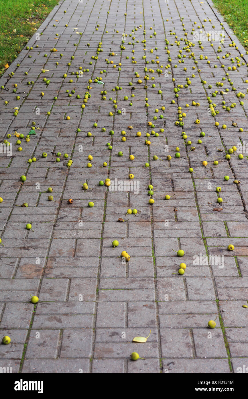 La passerella del parco cittadino, disseminata di mele selvatiche Foto Stock