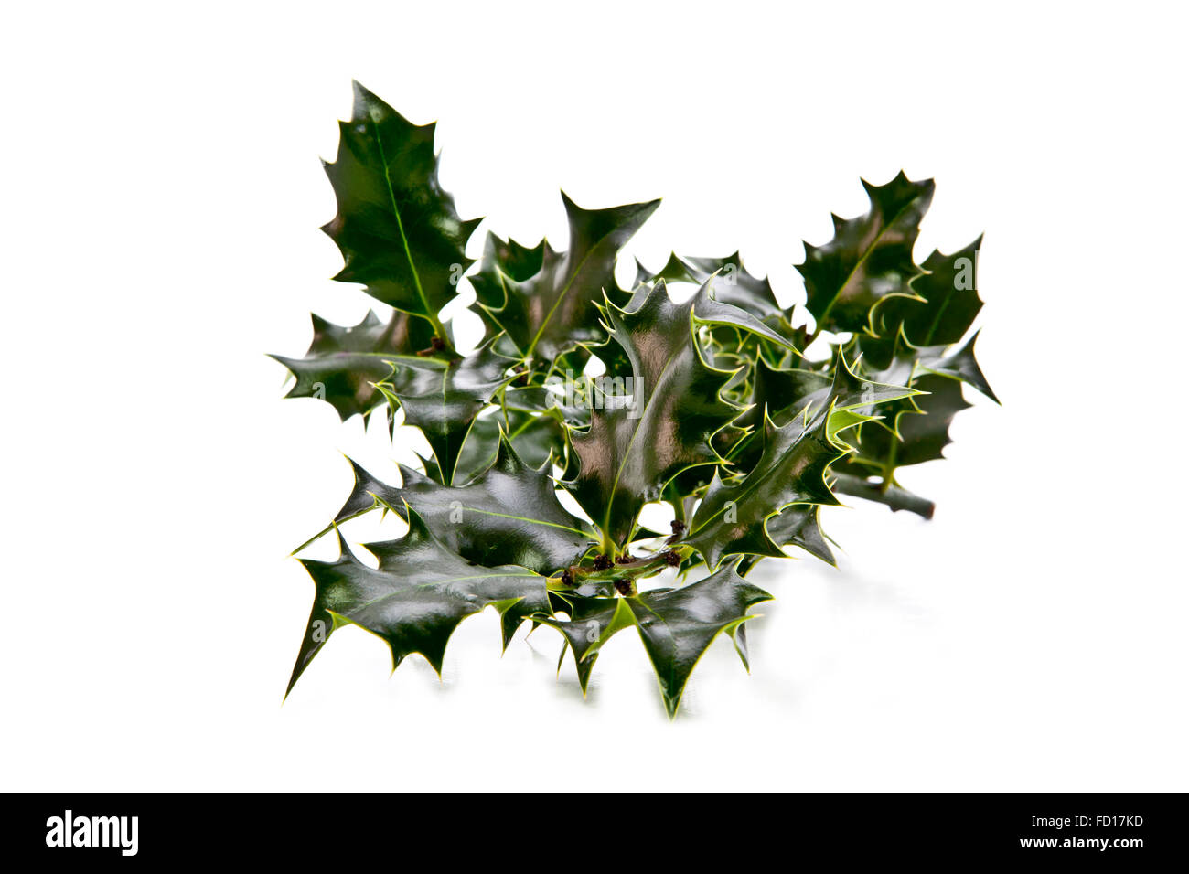 Unione Holly (Ilex aquifolium) foglie con nessun frutto (berrys) su uno sfondo bianco Foto Stock