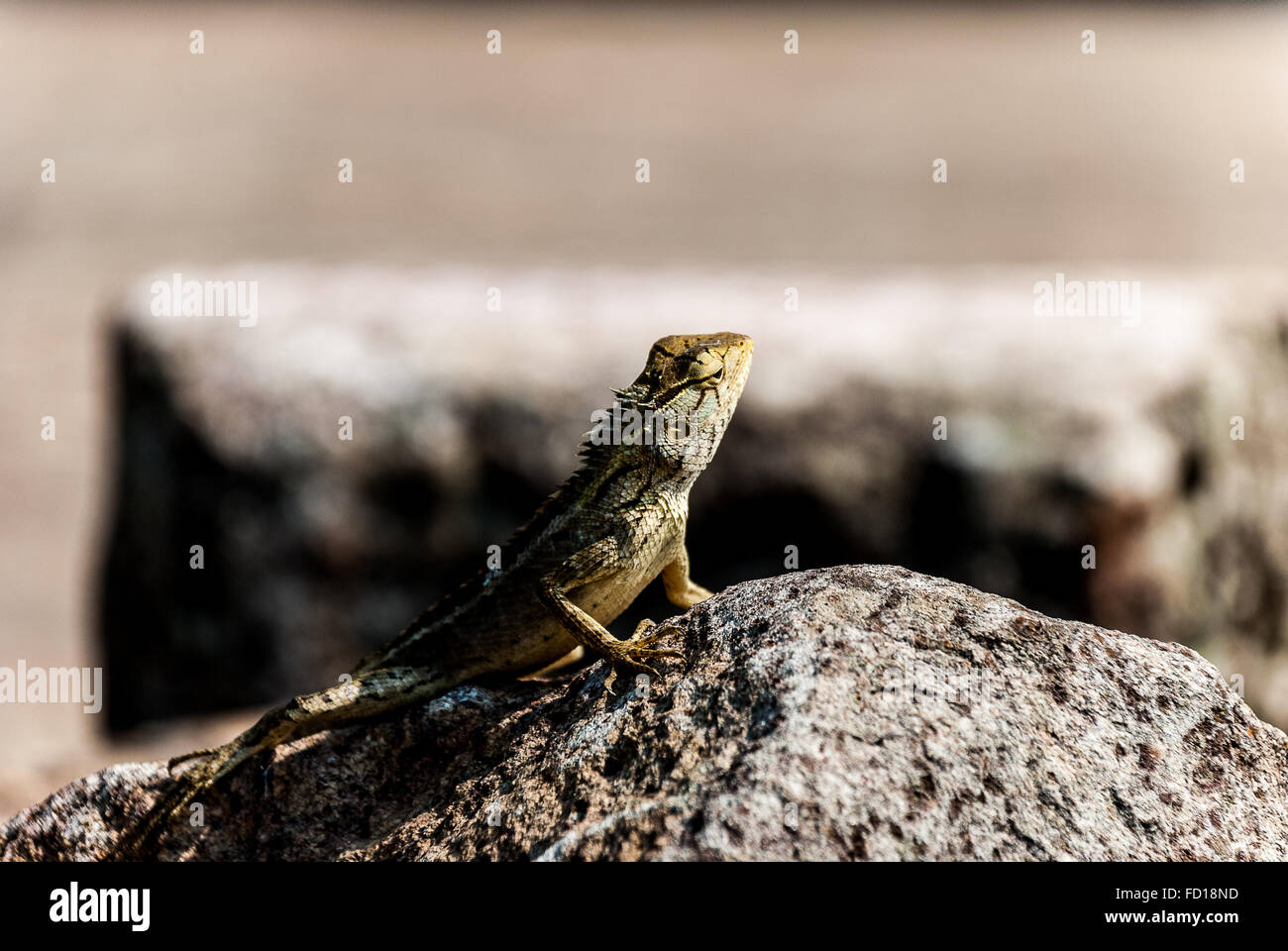 Giardino in comune lizard Foto Stock