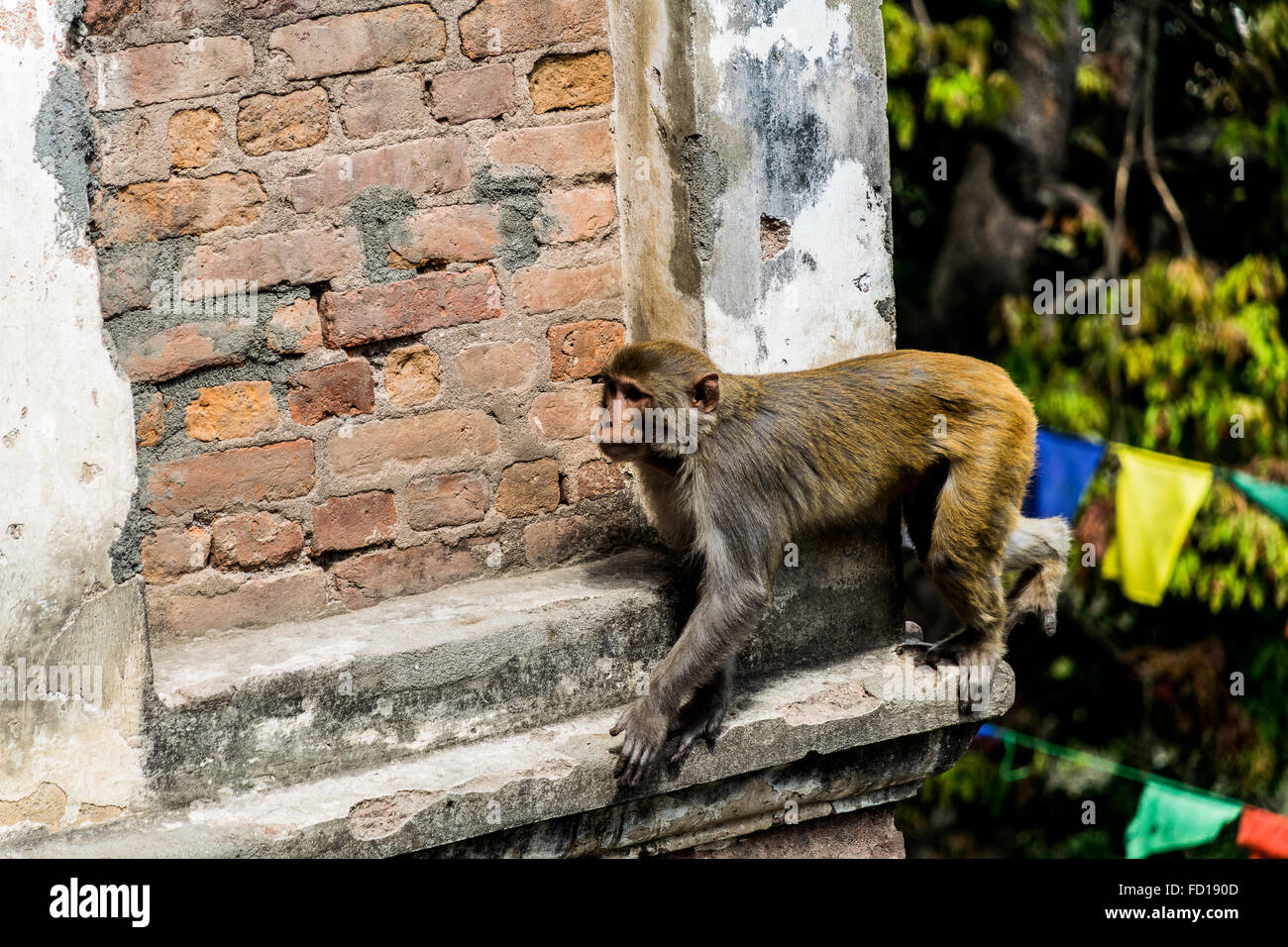 Macaco Rhesus Foto Stock