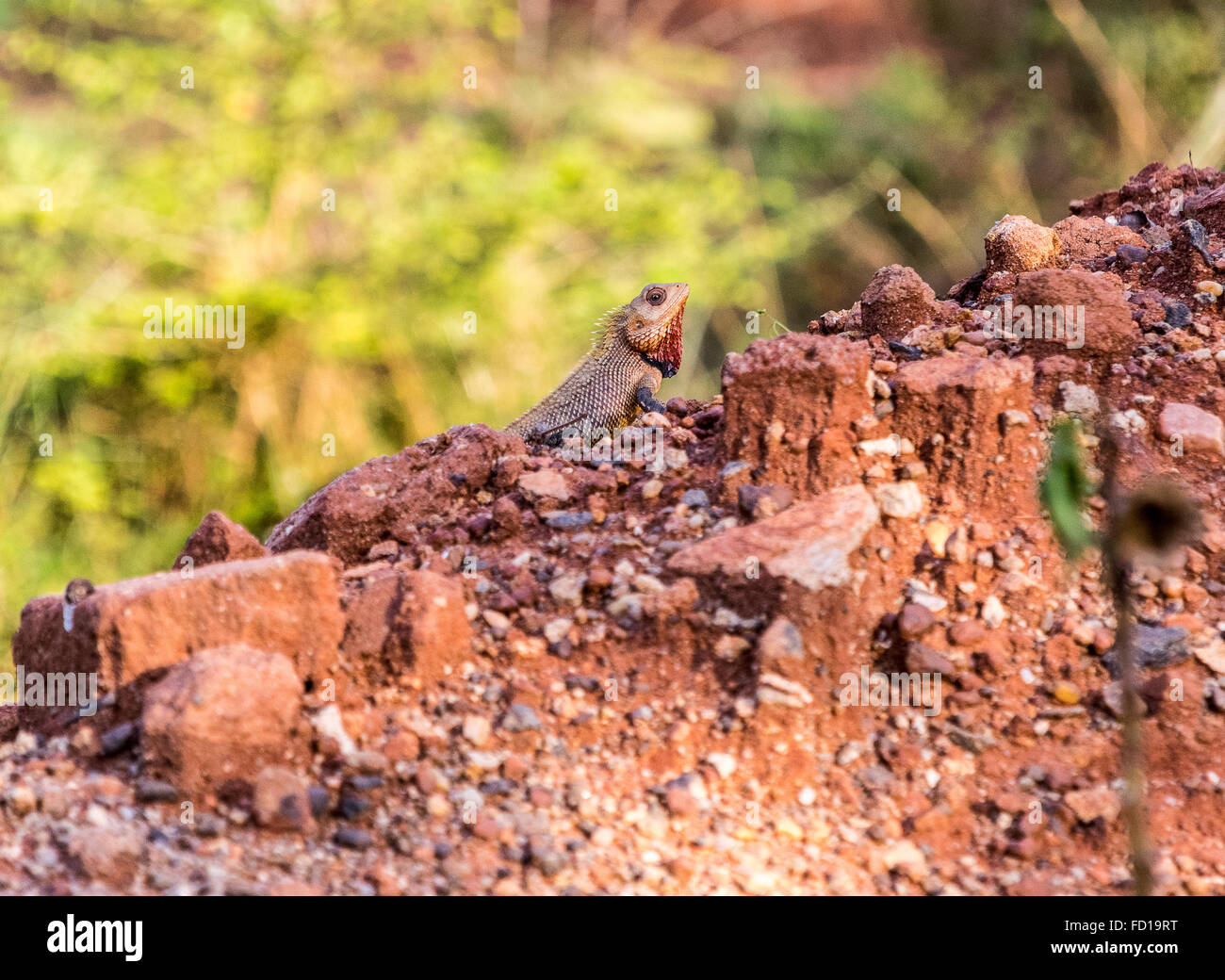 Mimetizzati Lizard Foto Stock