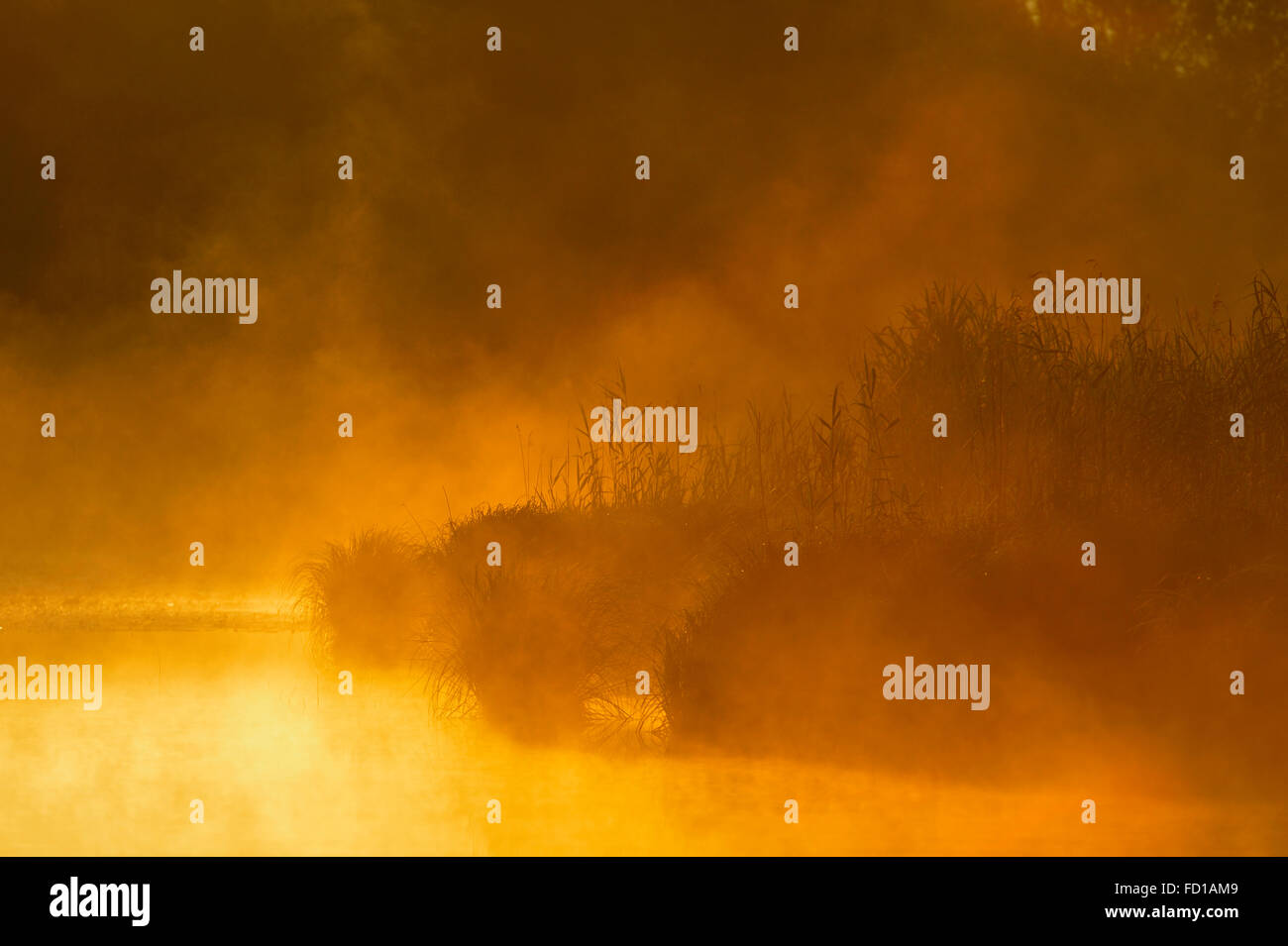 Banca con ance, con retroilluminazione luminosa nebbia, la luce del mattino, Schönau an der Donau, Austria Inferiore, Austria Foto Stock