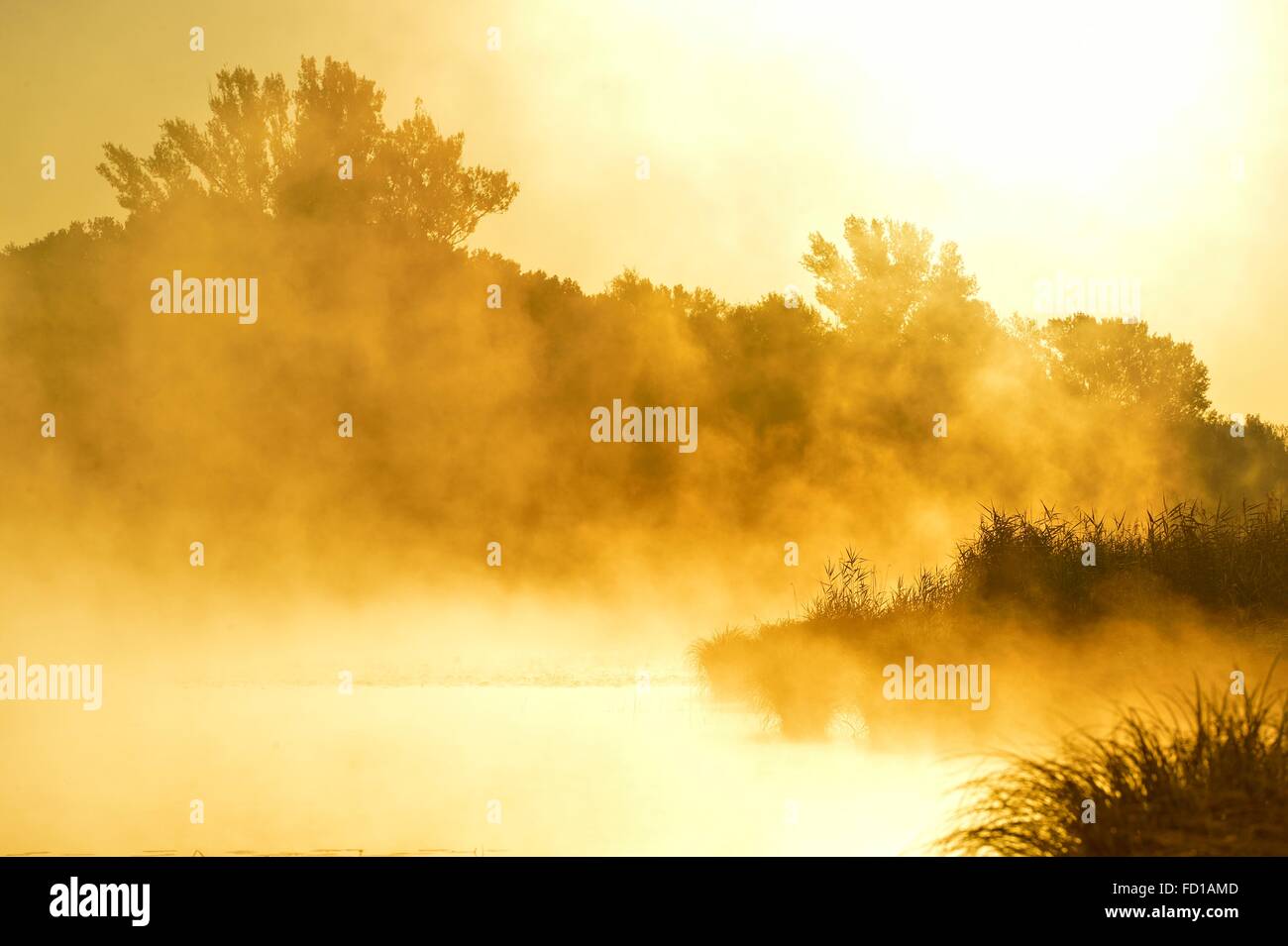 Banca con alberi e canne con retroilluminazione luminosa nebbia, la luce del mattino, Schönau an der Donau, Austria Inferiore, Austria Foto Stock