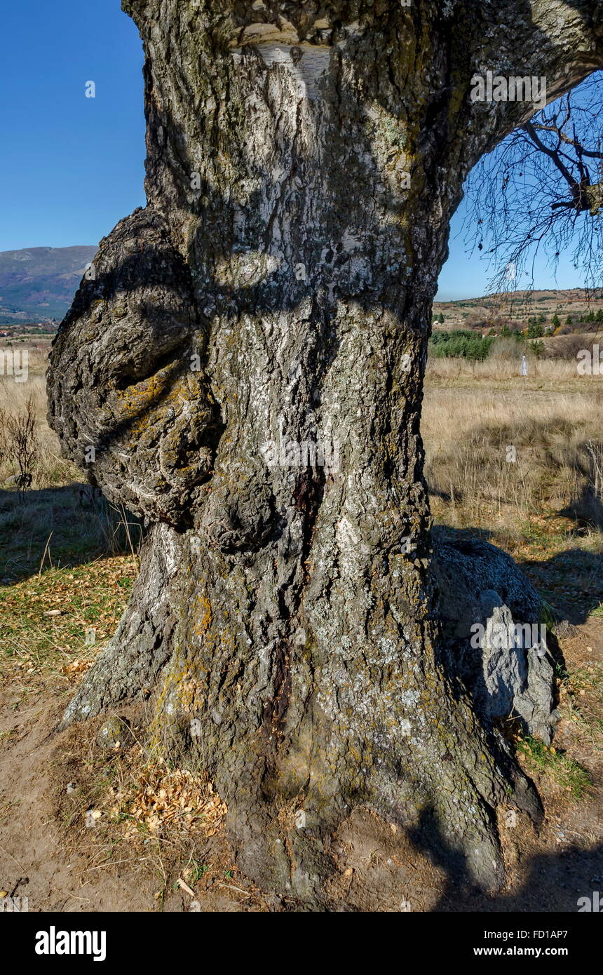 Tronco del vecchio albero di betulla in Plana mountain, Bulgaria Foto Stock