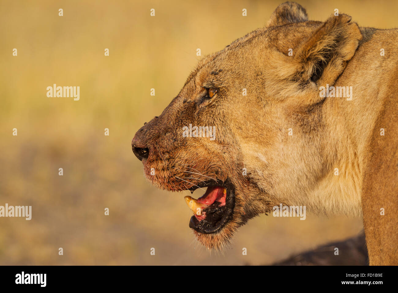 Lion (Panthera leo), femmina con sangue sul muso dopo la poppata, Savuti, Chobe National Park, Botswana Foto Stock