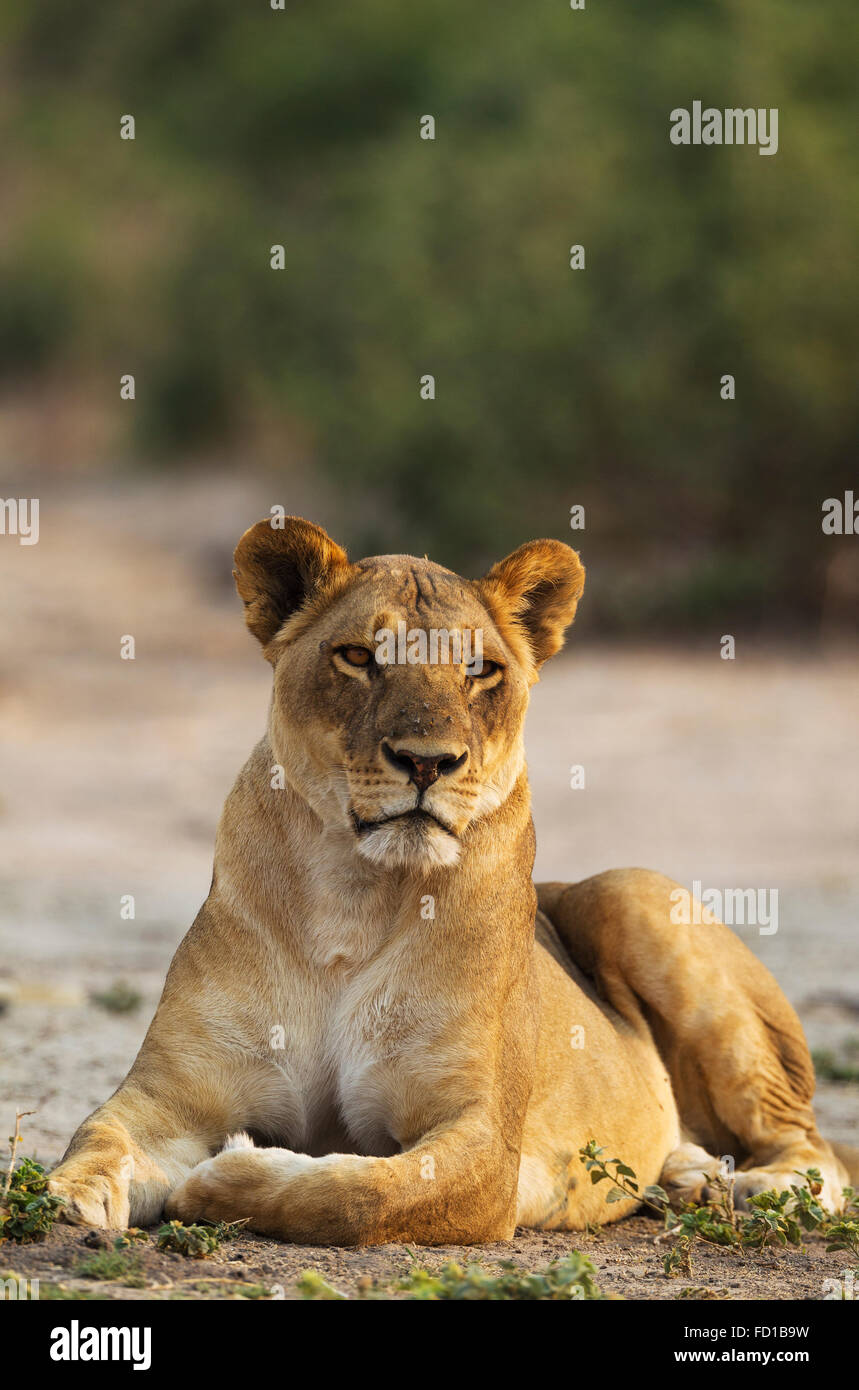 Lion (Panthera leo), riposo femmina, Chobe National Park, Botswana Foto Stock