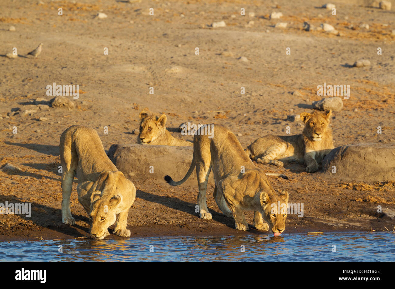 Lion (Panthera leo), bere due femmine e due in appoggio subadult cuccioli maschi a Waterhole, il Parco Nazionale di Etosha, Namibia Foto Stock