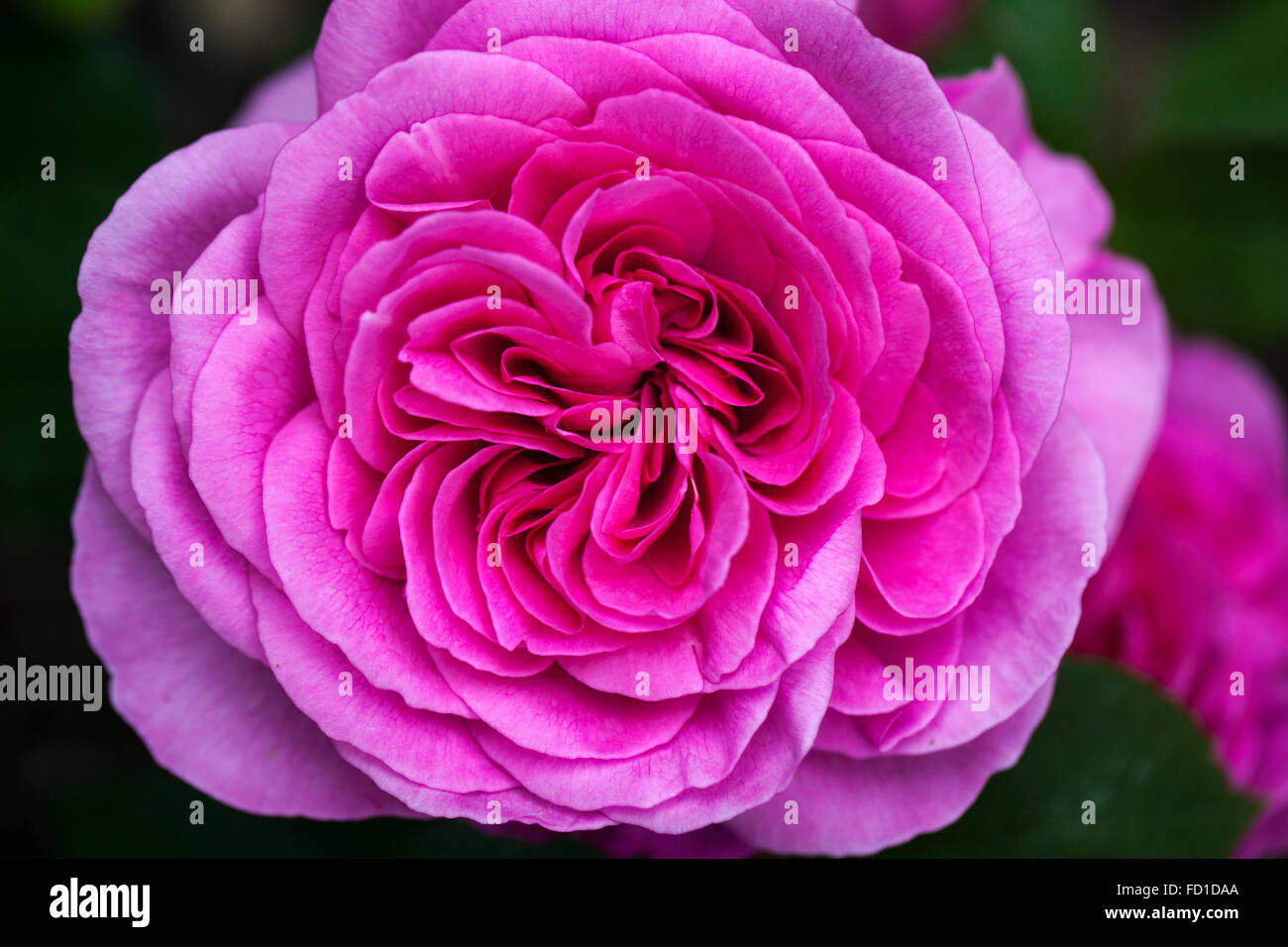 Primo piano di David Austin rosa Rose Gertrude Jekyll fiorito in un giardino inglese, Inghilterra, Regno Unito Foto Stock