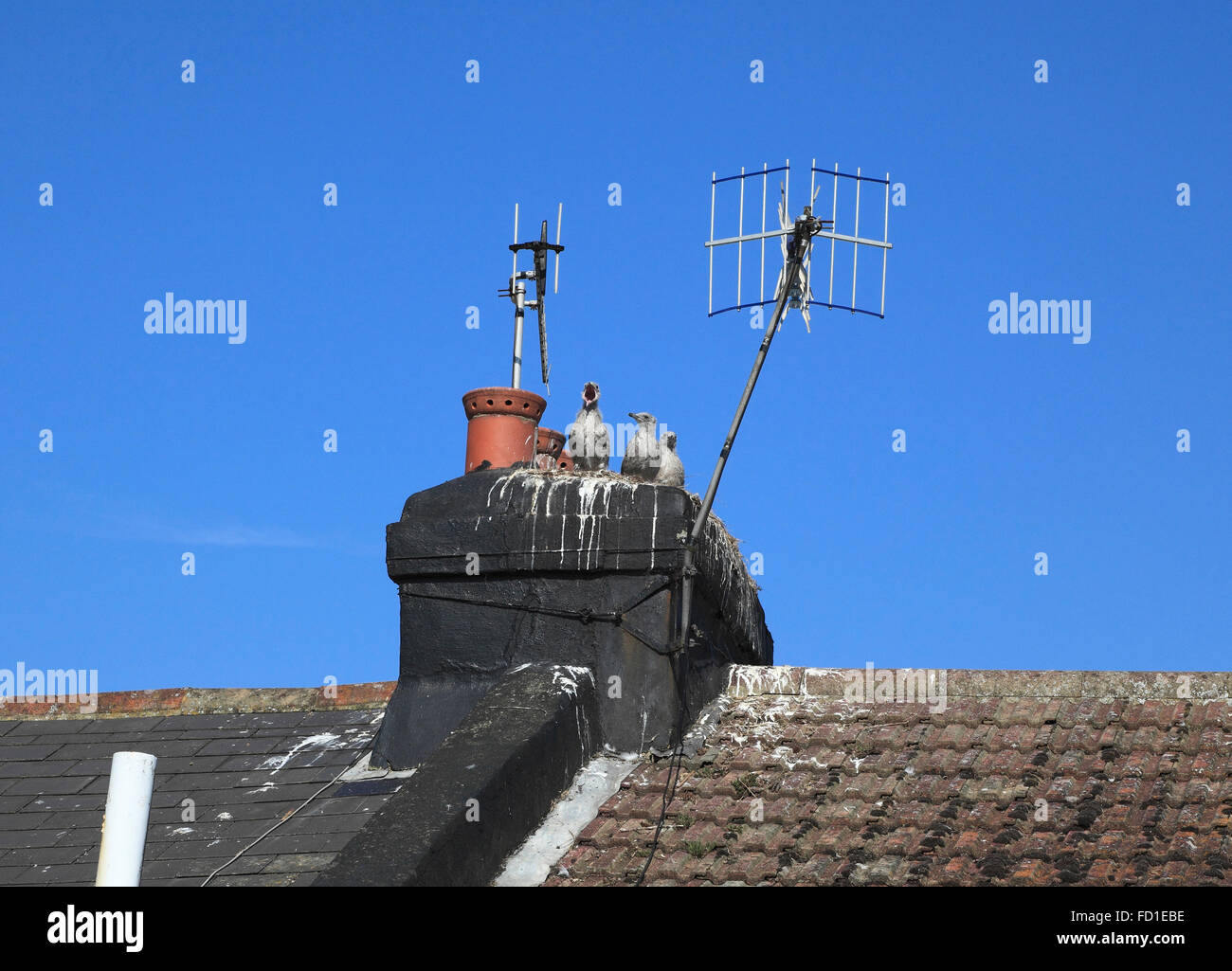 Tre pulcini di gabbiano in attesa di cibo su un tetto con camino in Hastings East Sussex Regno Unito Foto Stock