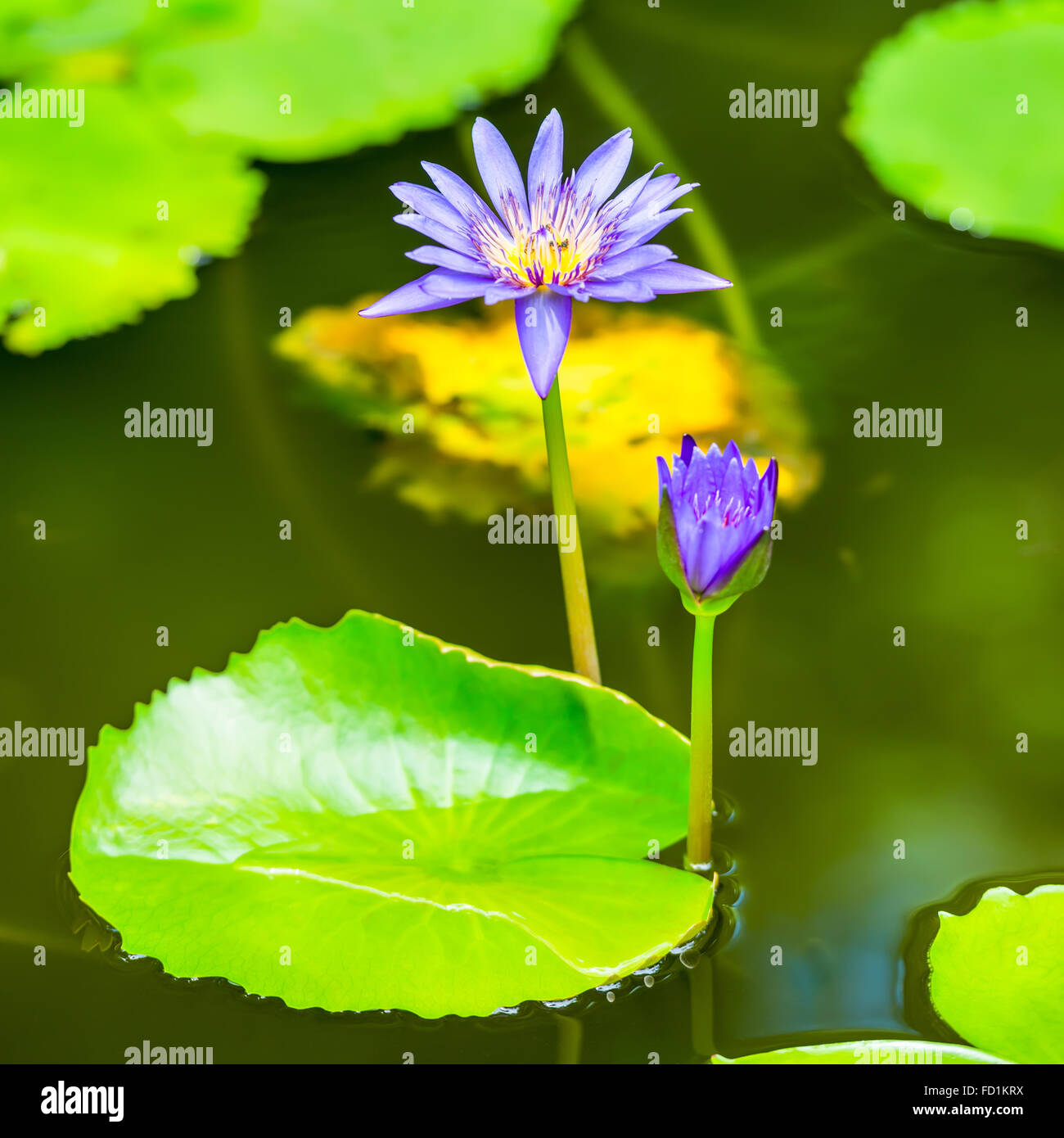 Bella giglio azzurro contro l'acqua e il verde delle foglie, primo piano Foto Stock